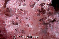 Corals - Dendronephthya Sp.
 by Vito Lorusso 